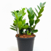 Zamia Green (ZZ Plant)