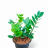 Zamia Green (ZZ Plant)