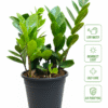 Zamia Green (ZZ Plant)