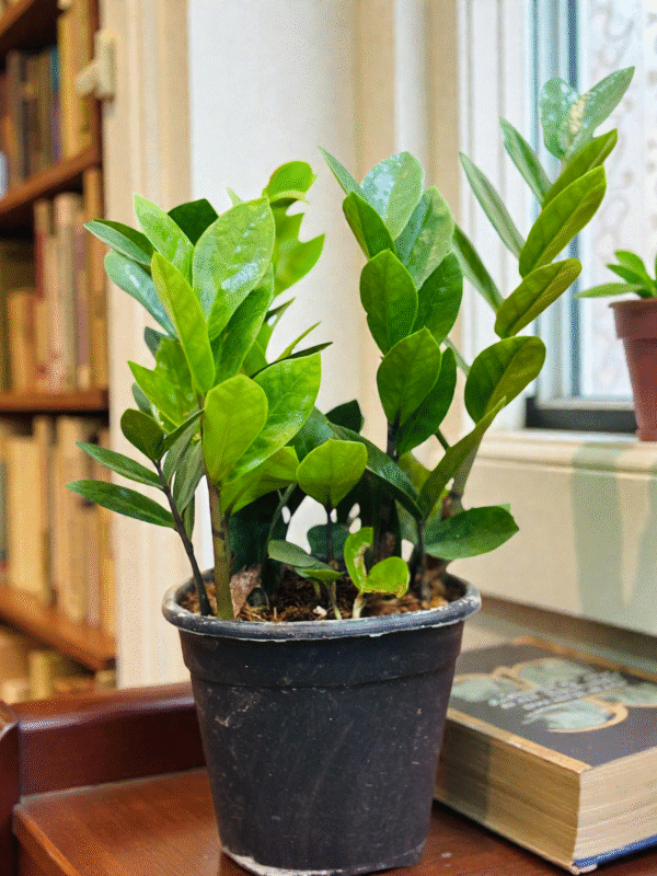 Zamia Green (ZZ Plant)