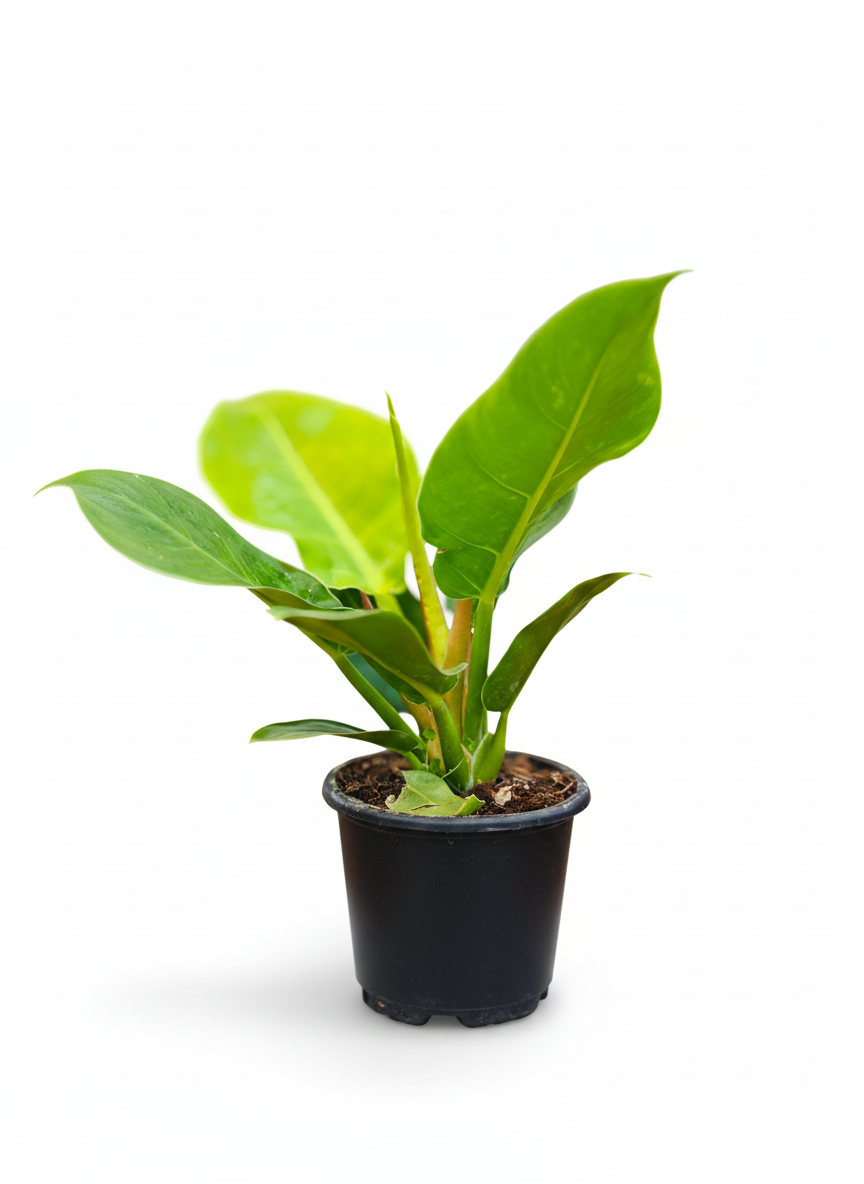 Philodendron Moonshine