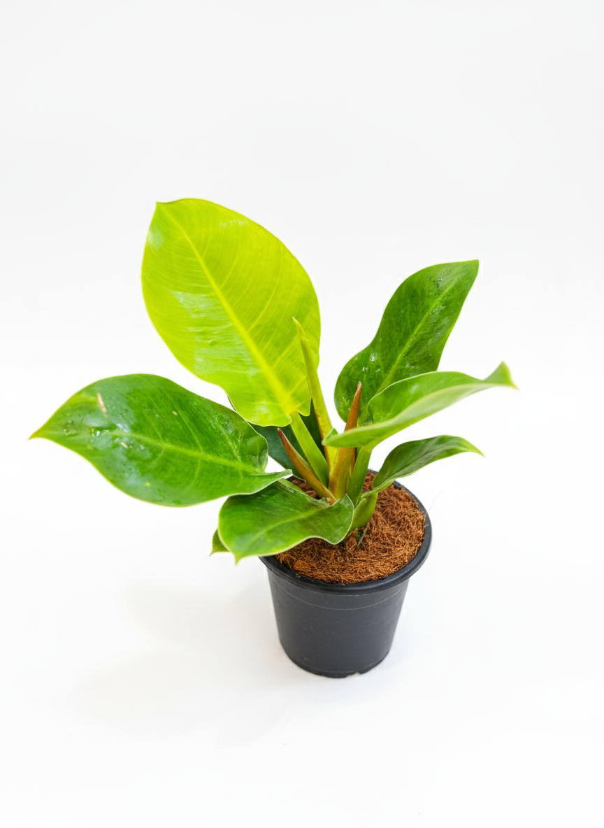 Philodendron Moonshine