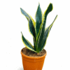 Snake Plant