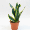 Snake Plant
