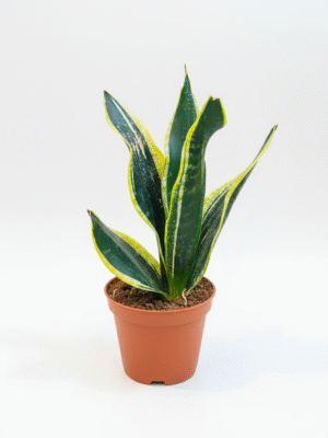 Snake Plant