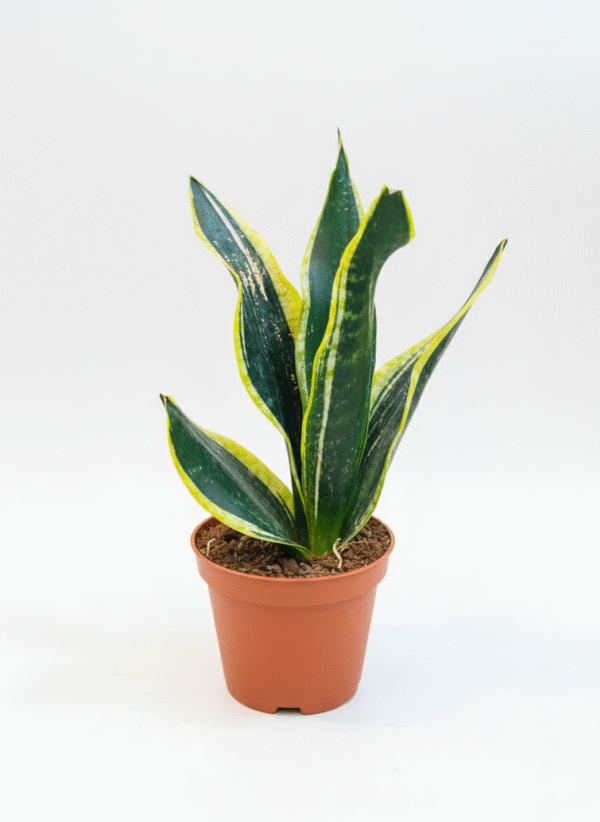 Snake Plant
