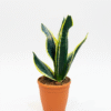 Snake Plant