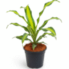 Dracaena DharaSingh