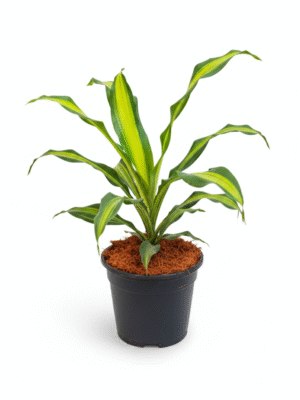 Dracaena DharaSingh