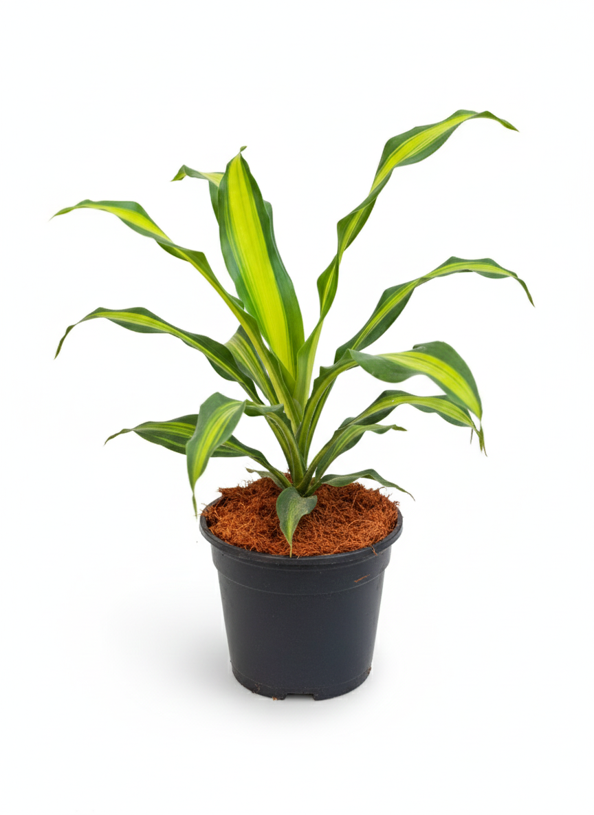 Dracaena DharaSingh