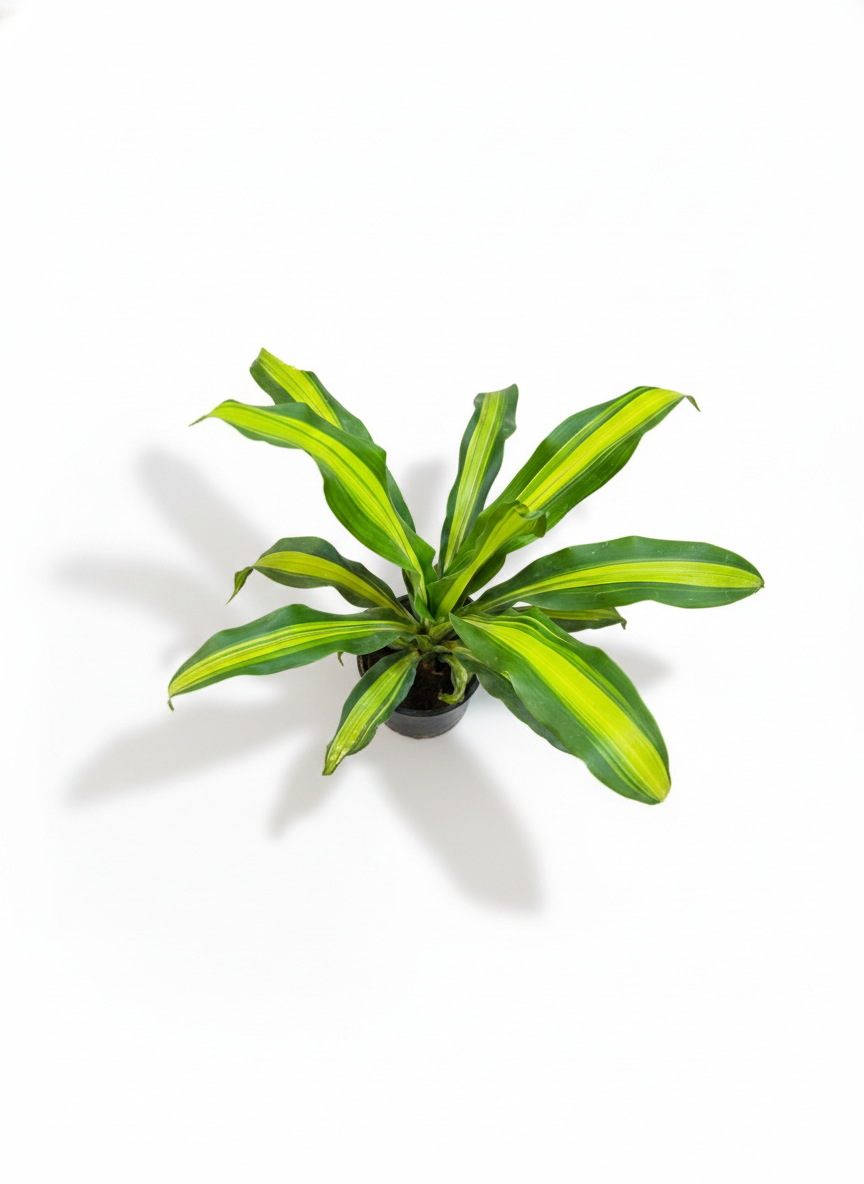 Dracaena DharaSingh