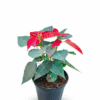 Poinsettia Red