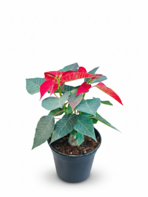 Poinsettia Red
