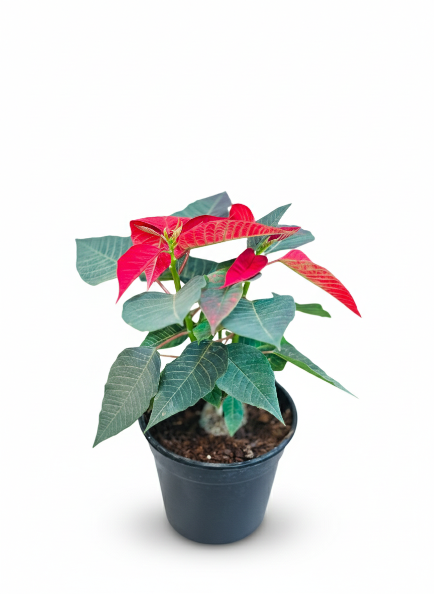 Poinsettia Red