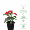 Poinsettia Red