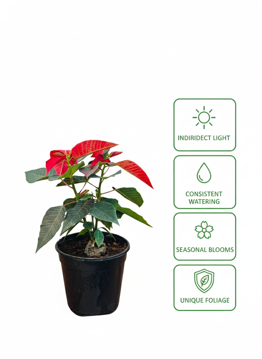 Poinsettia Red