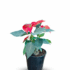 Poinsettia Red