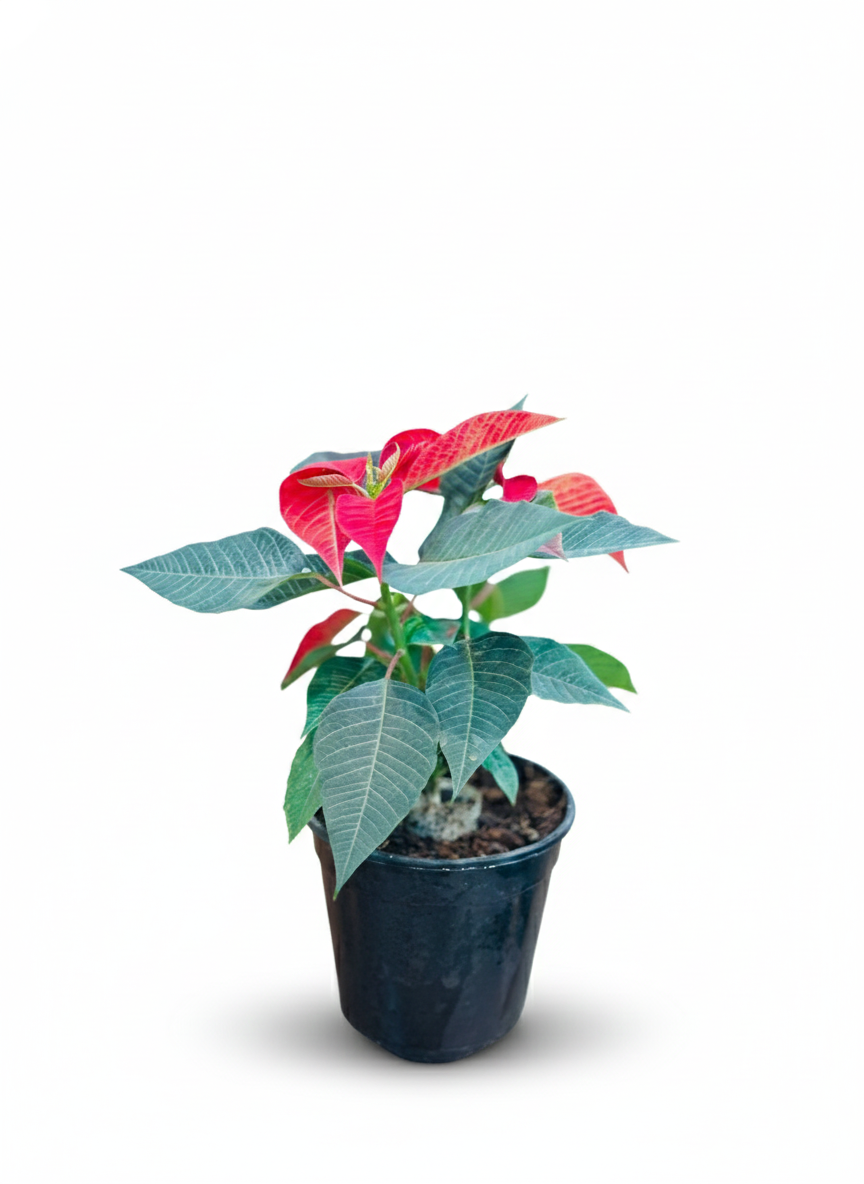 Poinsettia Red