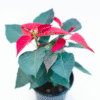 Poinsettia Red