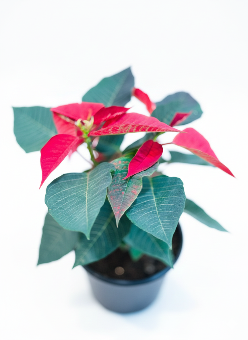 Poinsettia Red