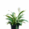Peace Lily