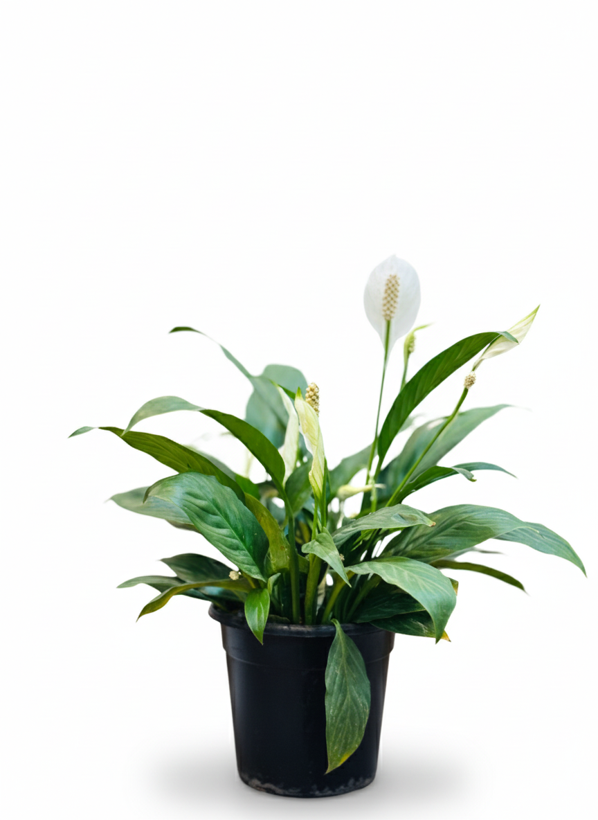 Peace Lily