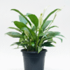 Peace Lily