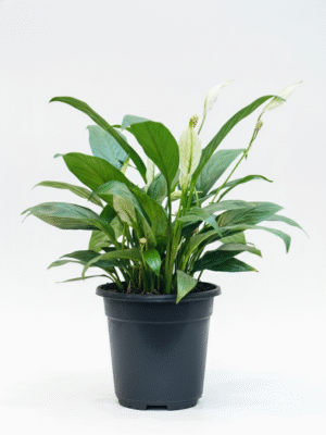 Peace Lily