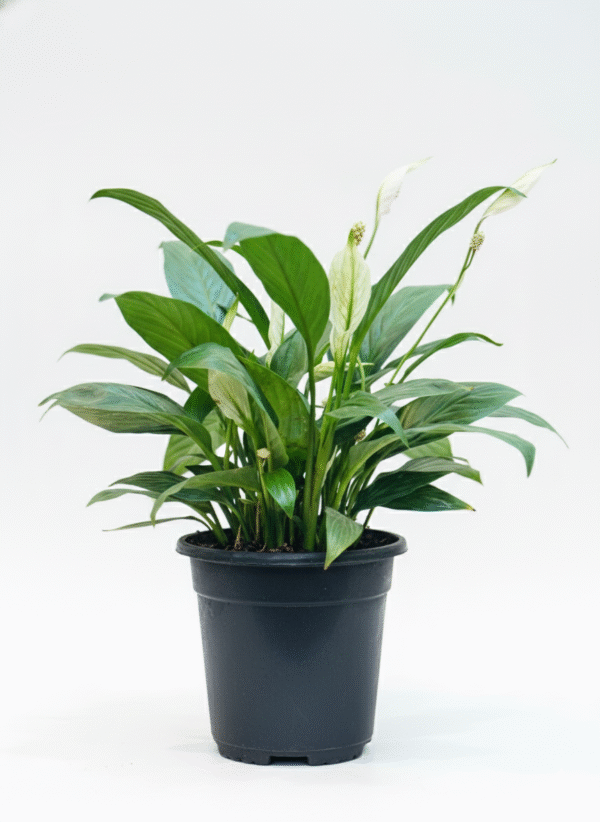 Peace Lily