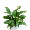 Peace Lily