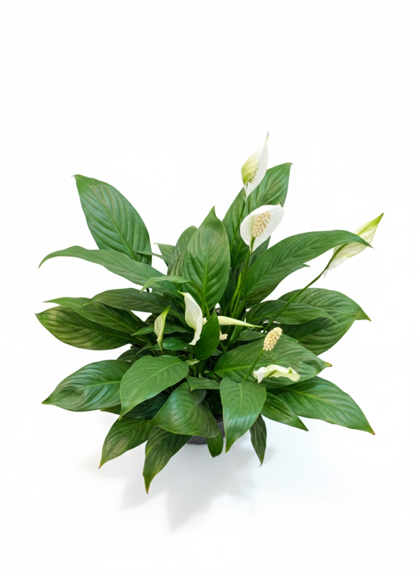 Peace Lily
