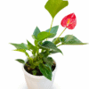 Anthurium Red