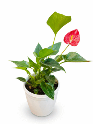 Anthurium Red