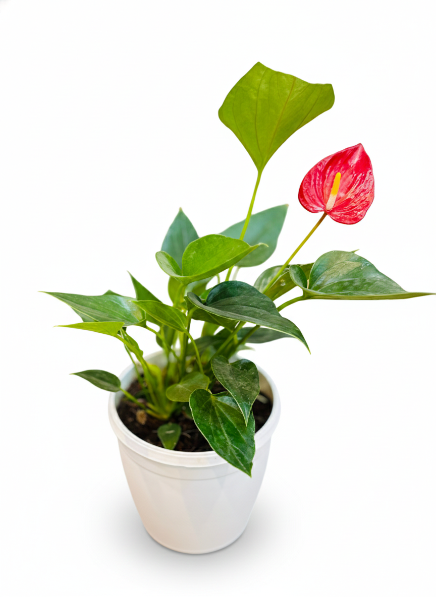 Anthurium Red