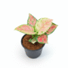 Aglaonema Lady Valentine