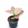 Aglaonema Lady Valentine