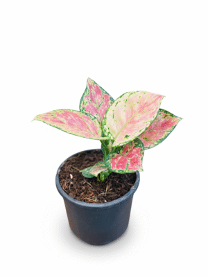 Aglaonema Lady Valentine