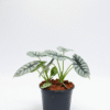 Alocasia Silver Dragon