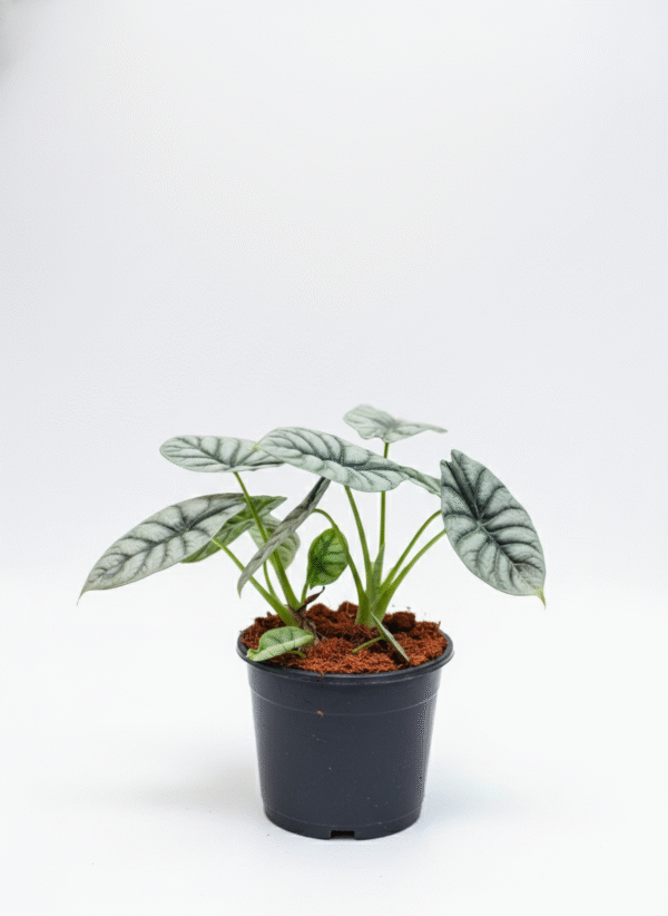 Alocasia Silver Dragon