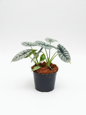 Alocasia Silver Dragon