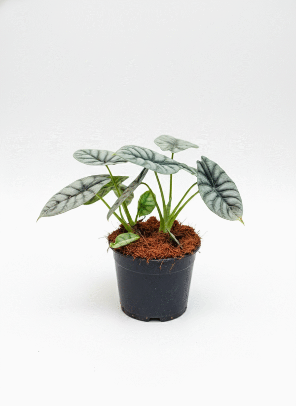 Alocasia Silver Dragon