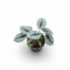 Alocasia Silver Dragon
