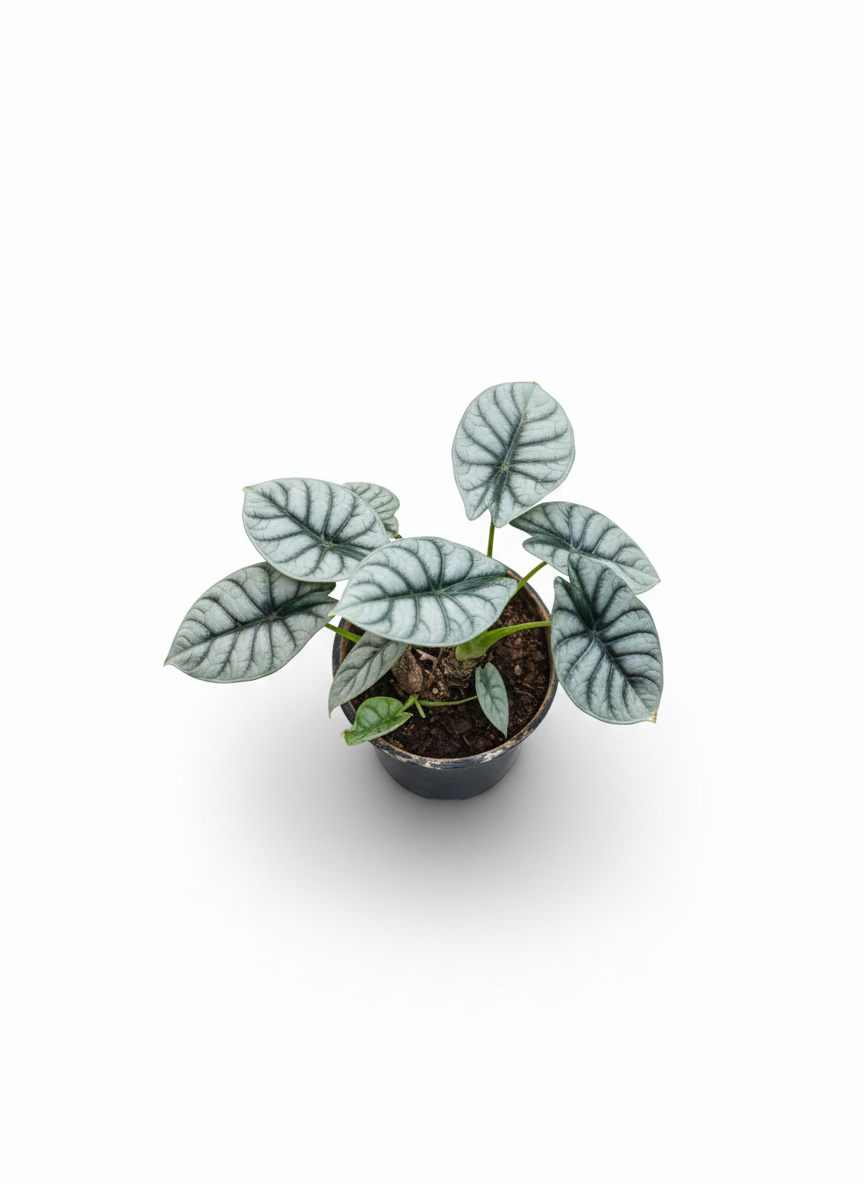 Alocasia Silver Dragon