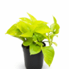 best indoor plant by PlantSathi Gloden Money Plant Min Money Plant Golden