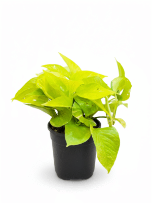 Money Plant Golden