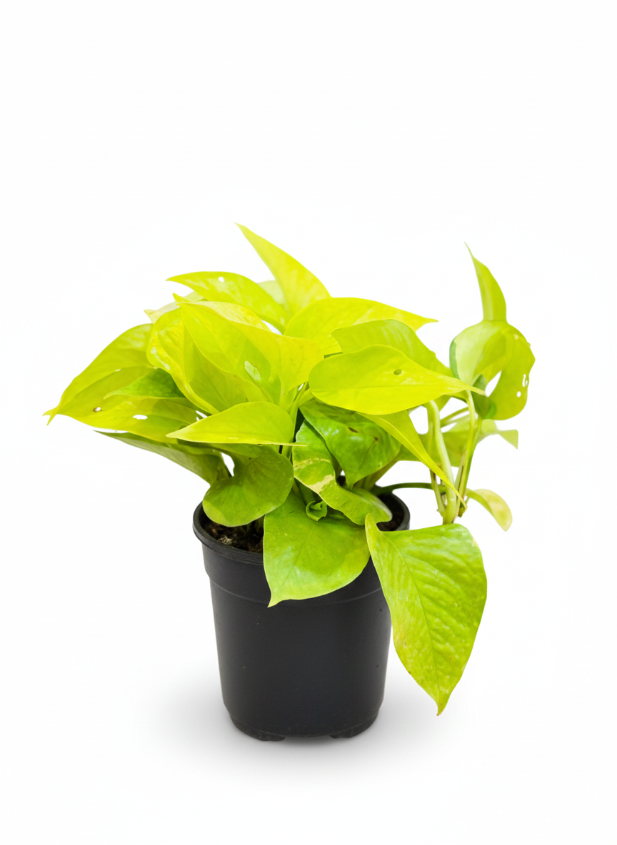 best indoor plant by PlantSathi Gloden Money Plant Min Money Plant Golden