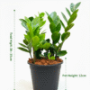 Zamia Green (ZZ Plant)