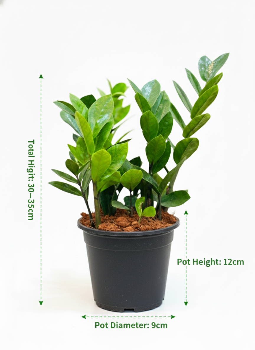 Zamia Green (ZZ Plant)