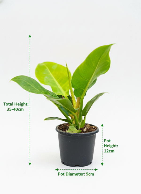 Philodendron Moonshine