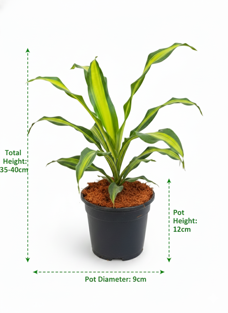 Dracaena DharaSingh